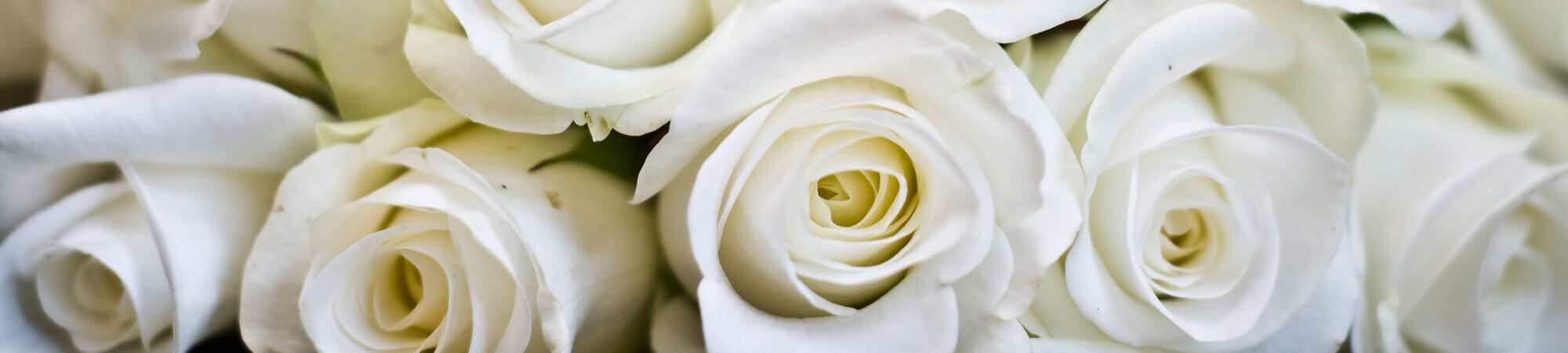 white rose flowers background