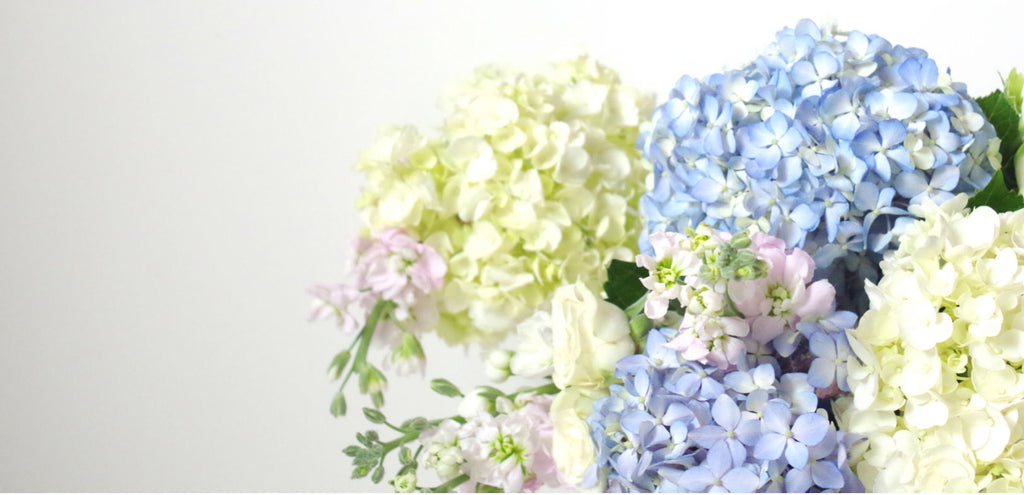pink and blue hydrangea flower background